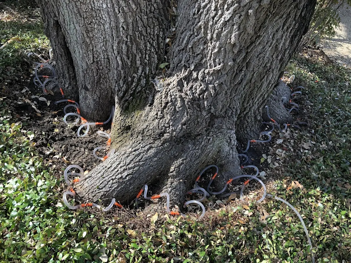 Detailed Tree Cabling and Bracing job site in Lake Toxaway