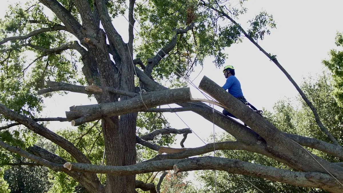 Professional Crown Thinning performed by certified arborists in Lake Toxaway