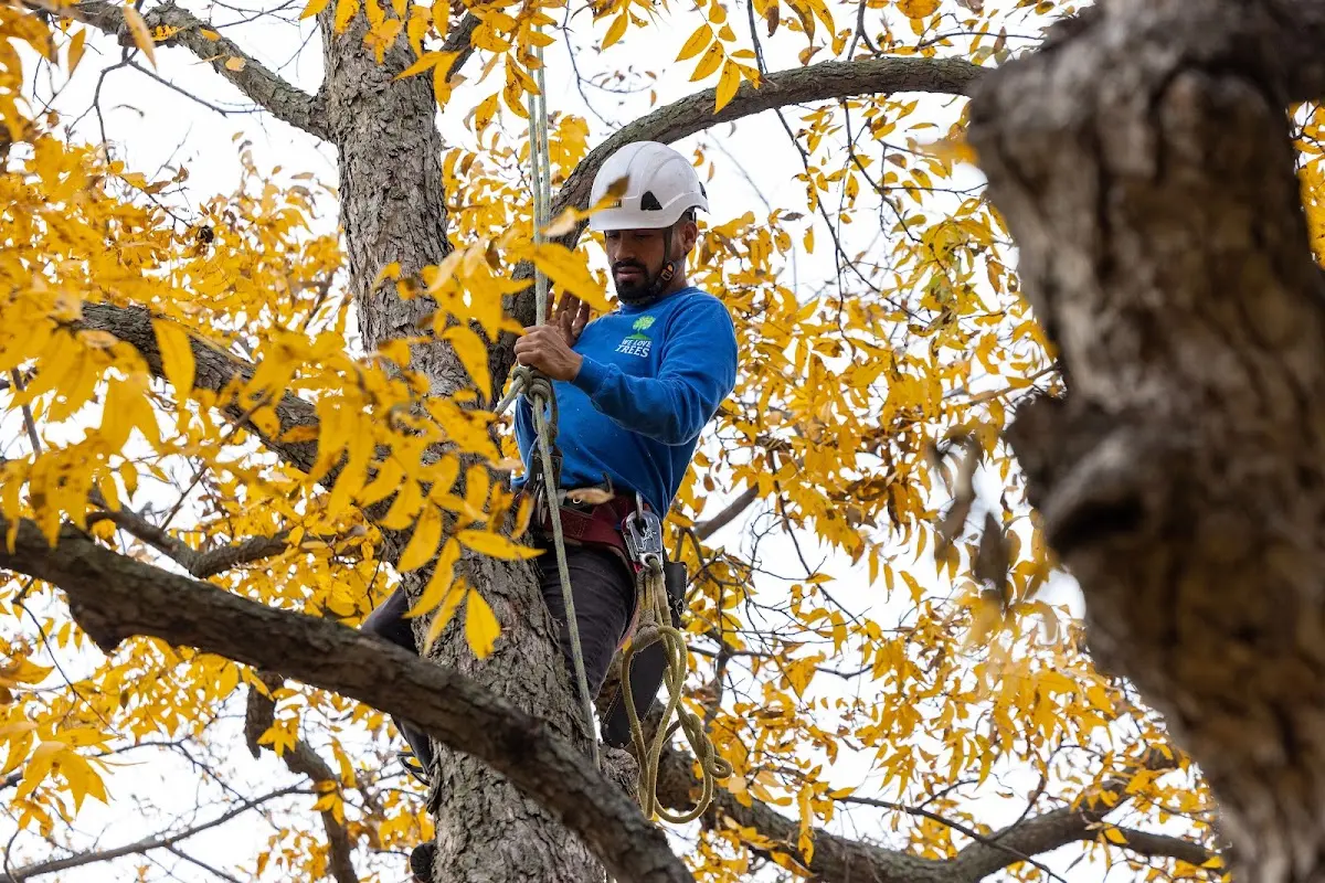 Skilled Tree Transplanting crew working in Lake Toxaway
